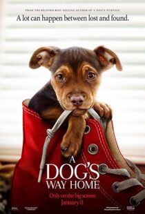 دانلود فیلم A Dog’s Way Home 20198110-1241837224