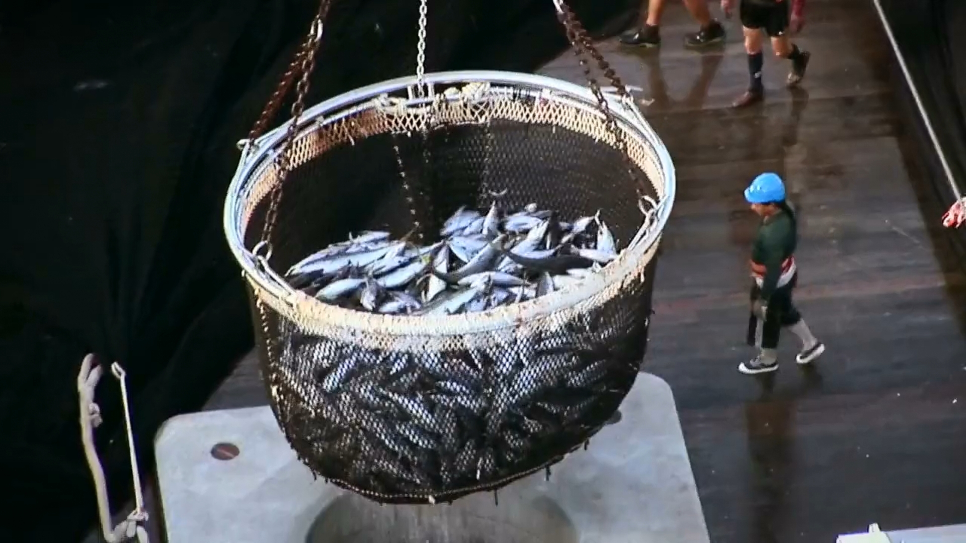 دانلود مستند Sushi: The Global Catch 2011